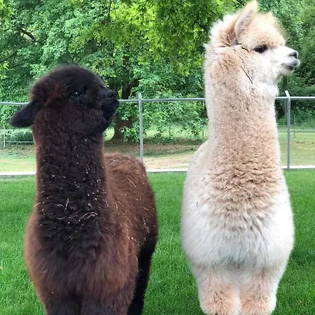 住宿加早餐酒店 De L'aisne